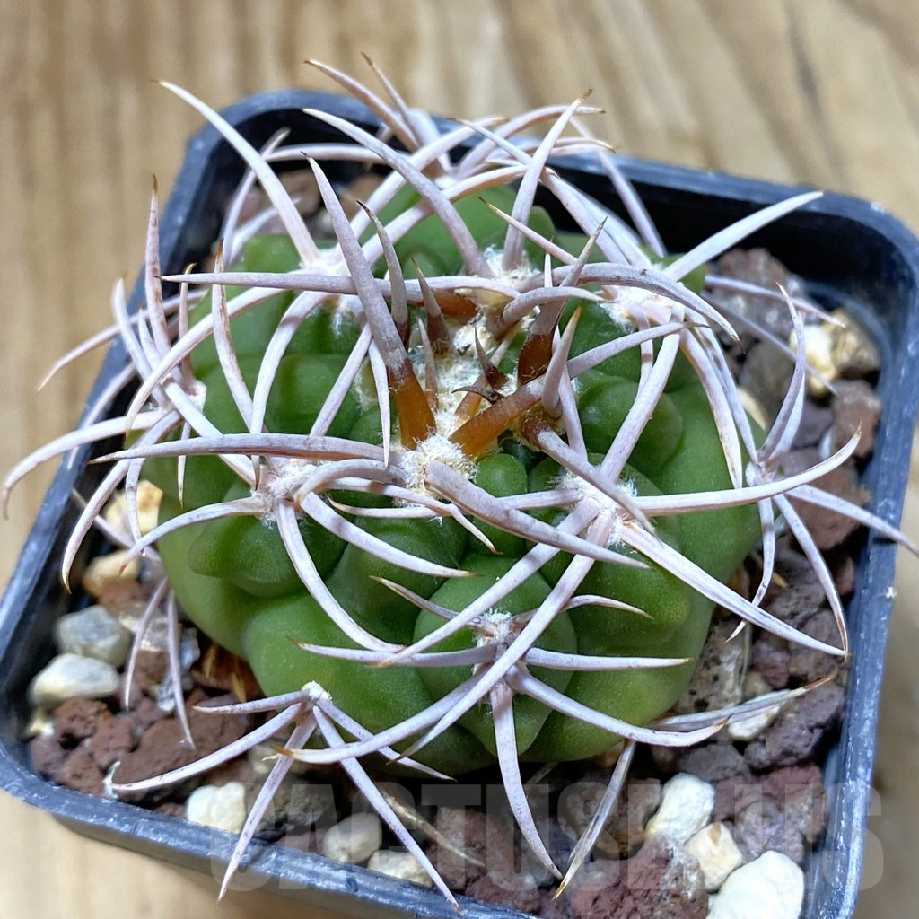 SH10474 Gymnocalycium ferox