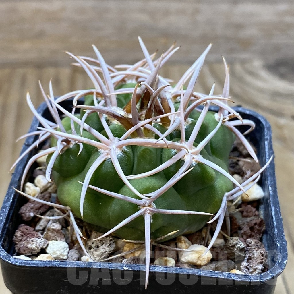 SH10474 Gymnocalycium ferox - Image 2