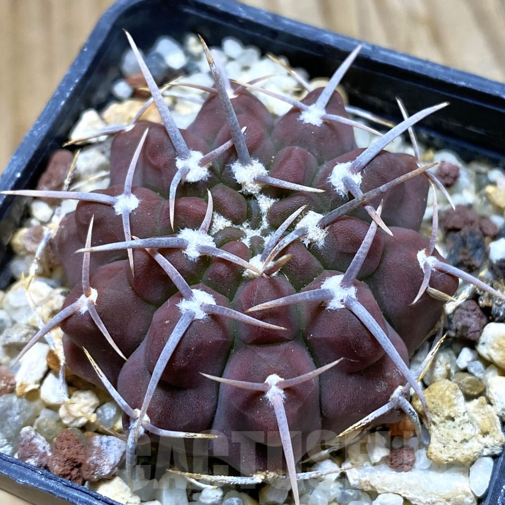 SH10476 Gymnocalycium vatteri