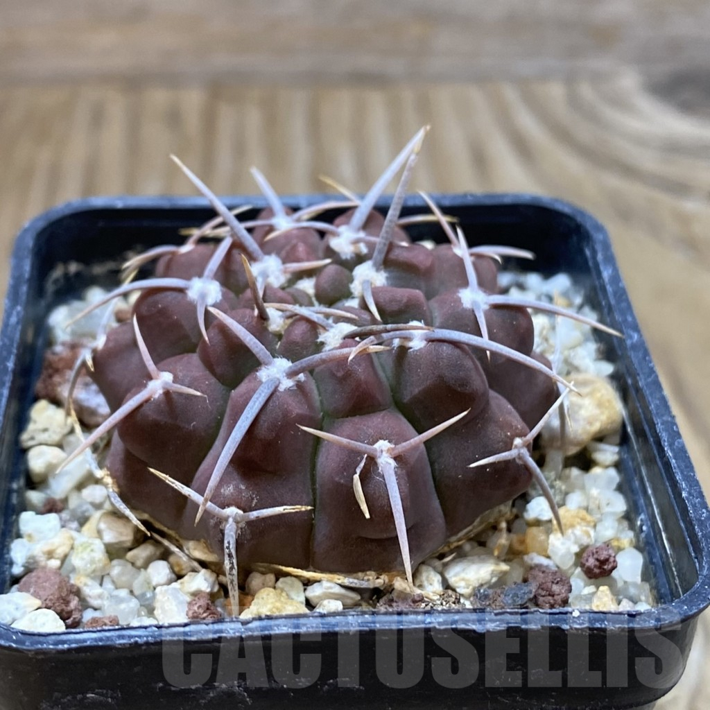 SH10476 Gymnocalycium vatteri - Image 2