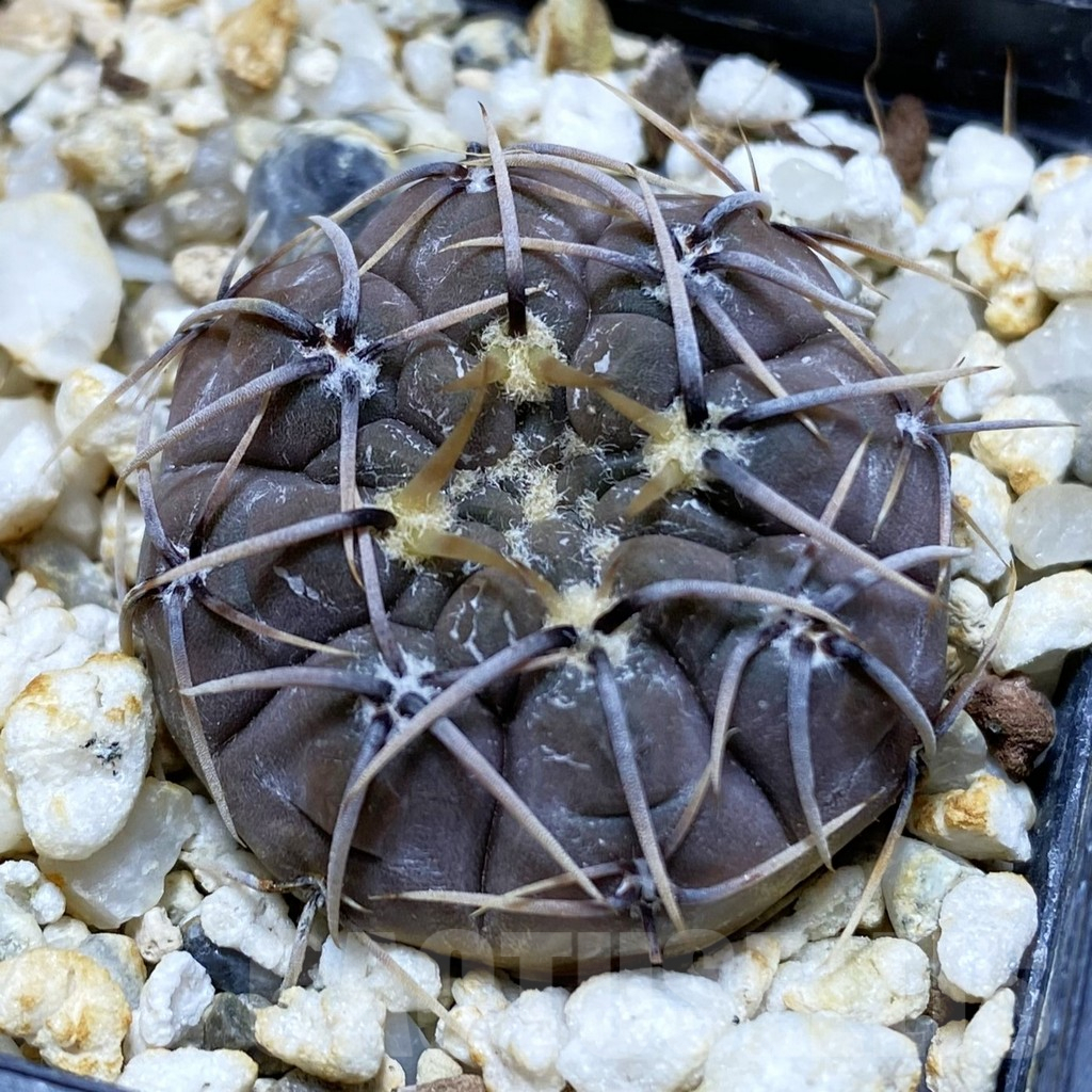 SH10478 Gymnocalycium borthii ssp. nogolense VG 412