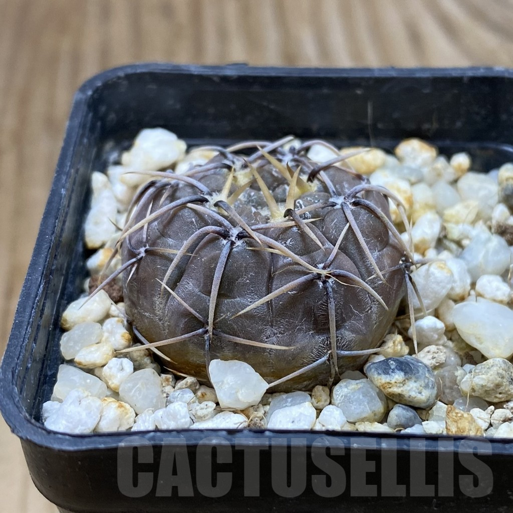 SH10478 Gymnocalycium borthii ssp. nogolense VG 412 - Image 2