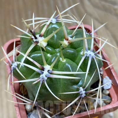 SH10479 Gymnocalycium monvillei v. steineri