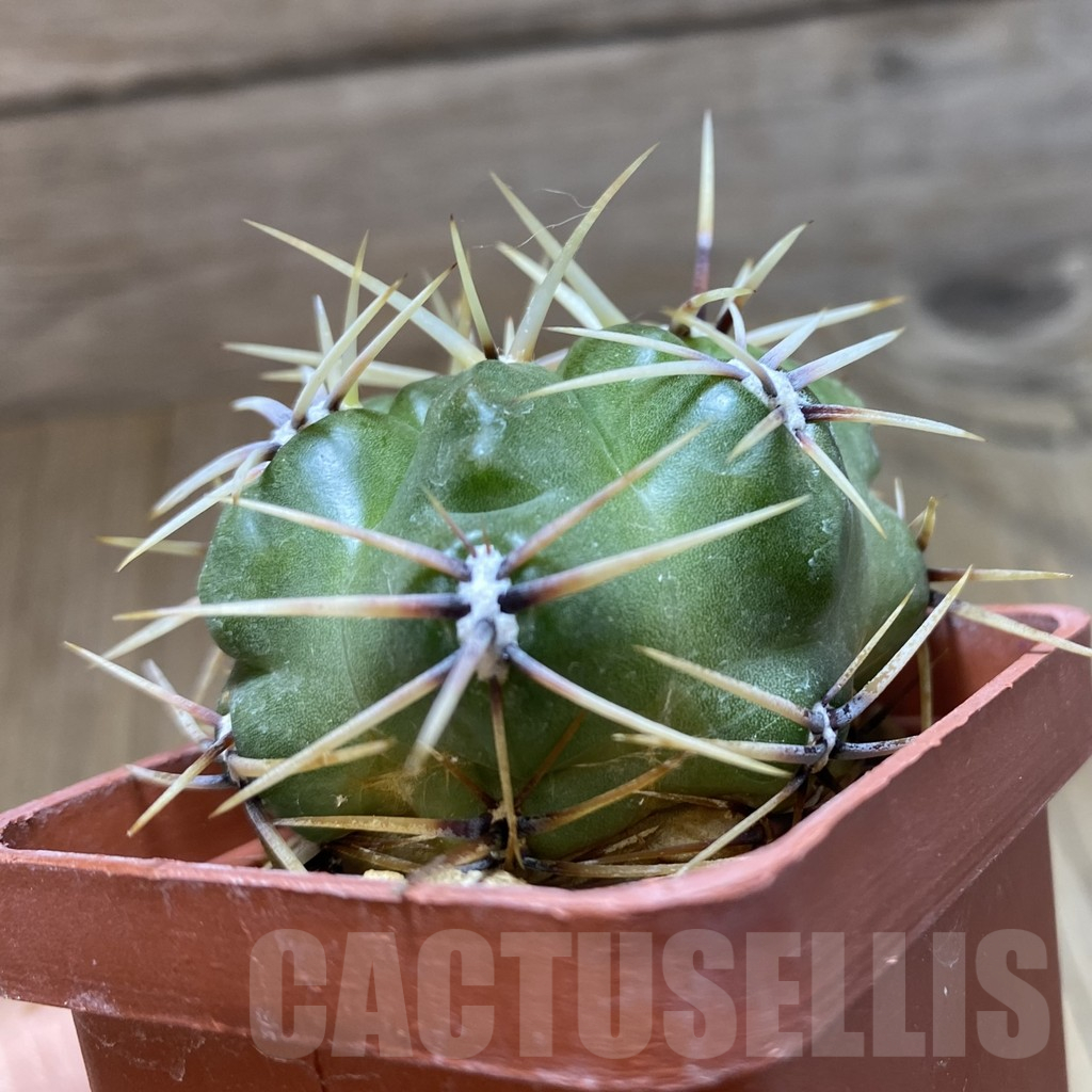 SH10479 Gymnocalycium monvillei v. steineri - Image 2