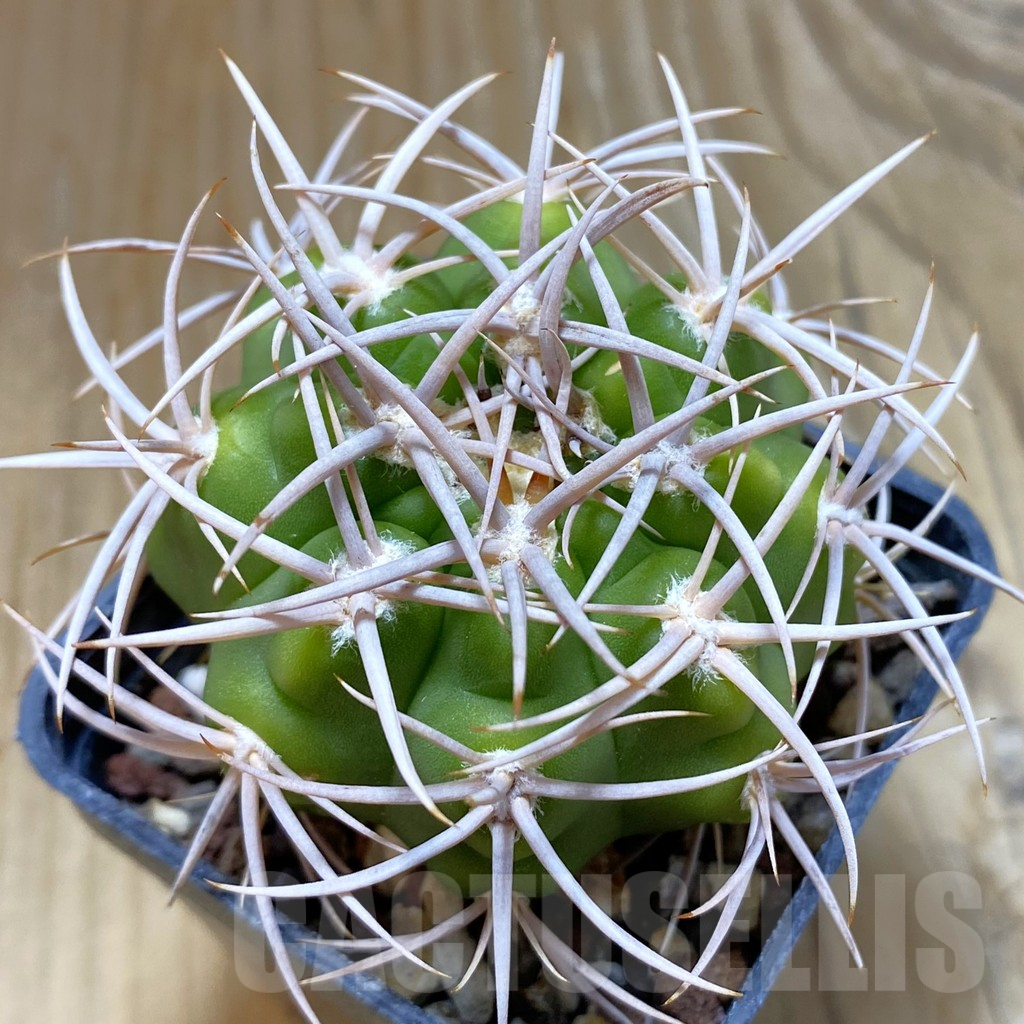 SH10480 Gymnocalycium ferox