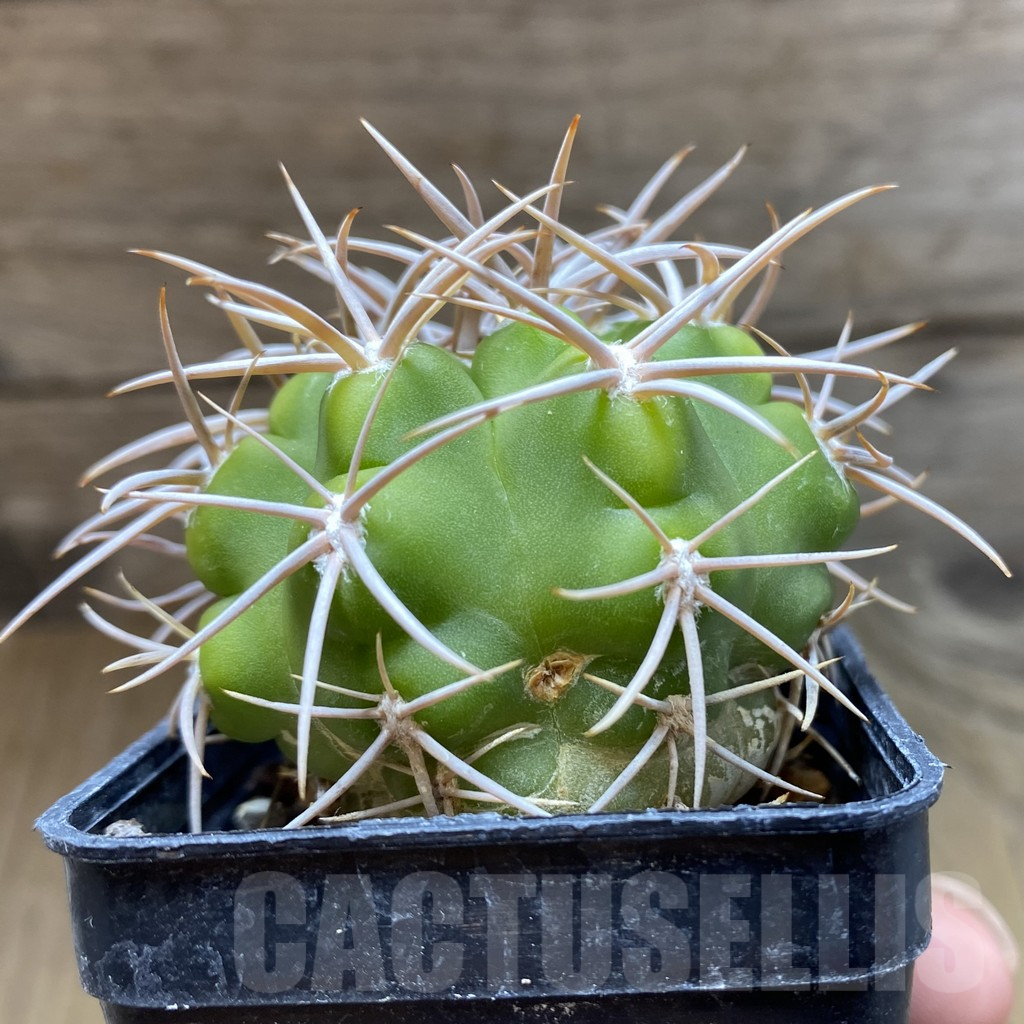 SH10480 Gymnocalycium ferox - Image 2