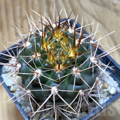 SH10483 Gymnocalycium neuhuberi
