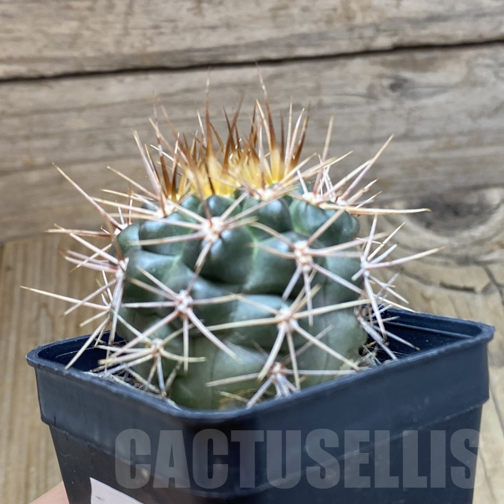 SH10483 Gymnocalycium neuhuberi - Image 2