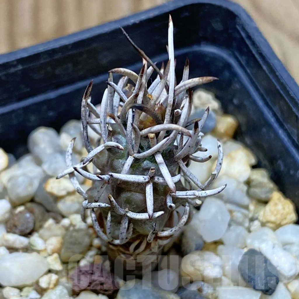 SH10487 Turbinicarpus flaviflorus