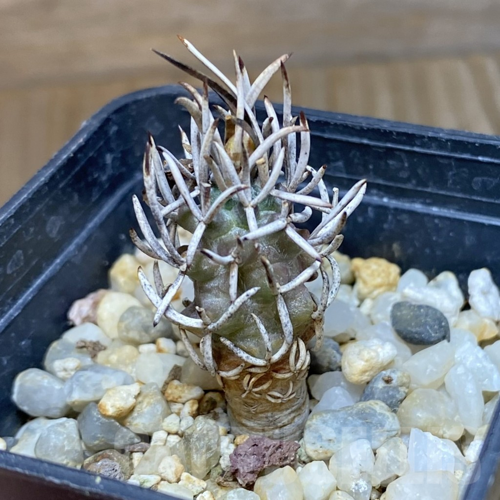 SH10487 Turbinicarpus flaviflorus - Image 2