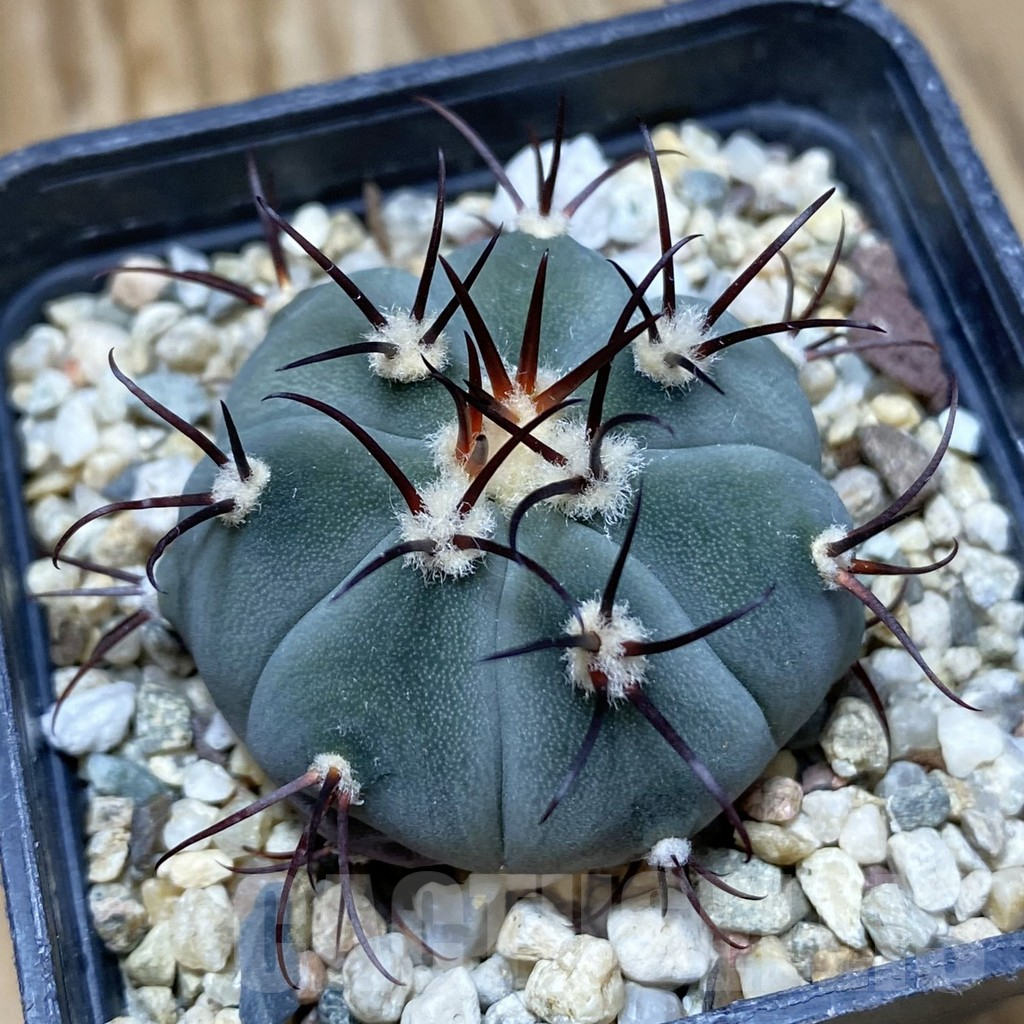 SH10639 Gymnocalycium cabreraense VOS 2122