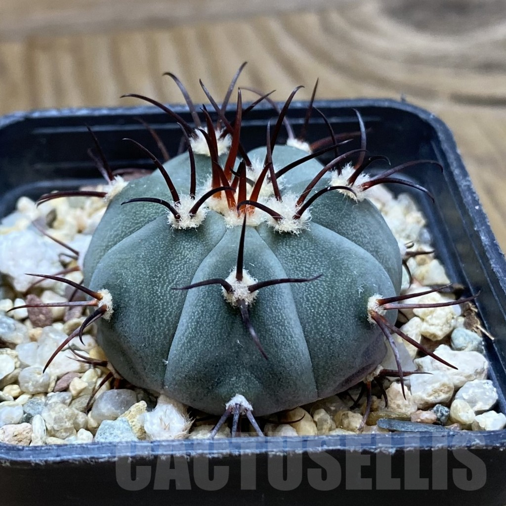 SH10639 Gymnocalycium cabreraense VOS 2122 - Image 2