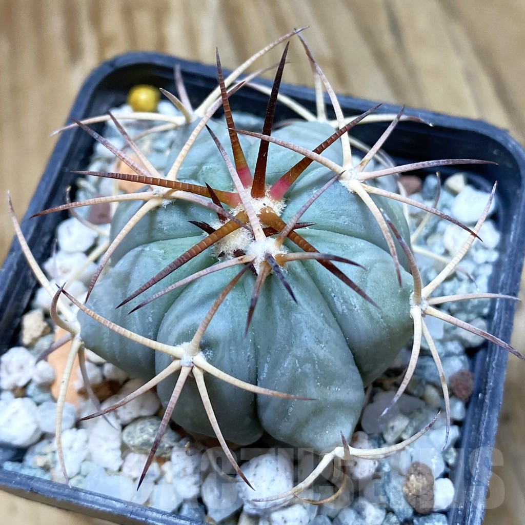 SH10640 Echinocactus horizonthalonius