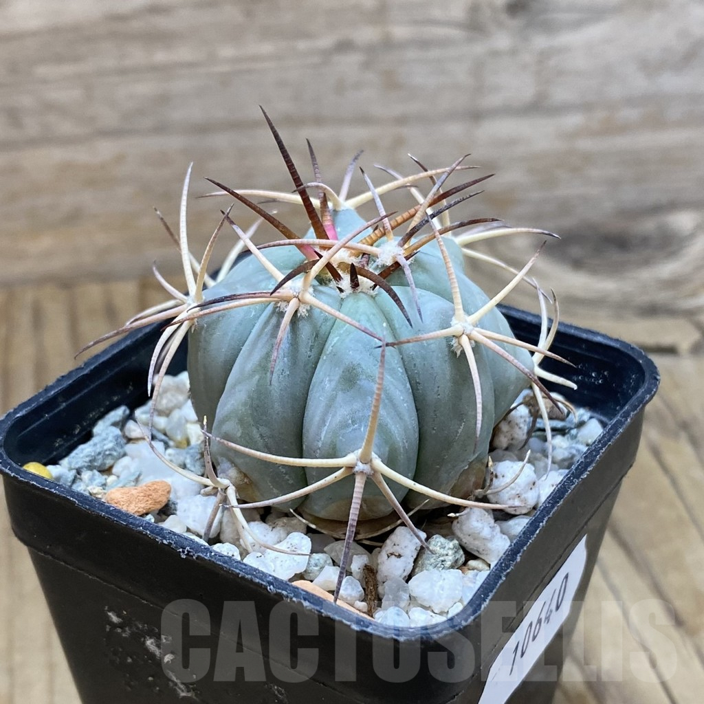 SH10640 Echinocactus horizonthalonius - Image 2