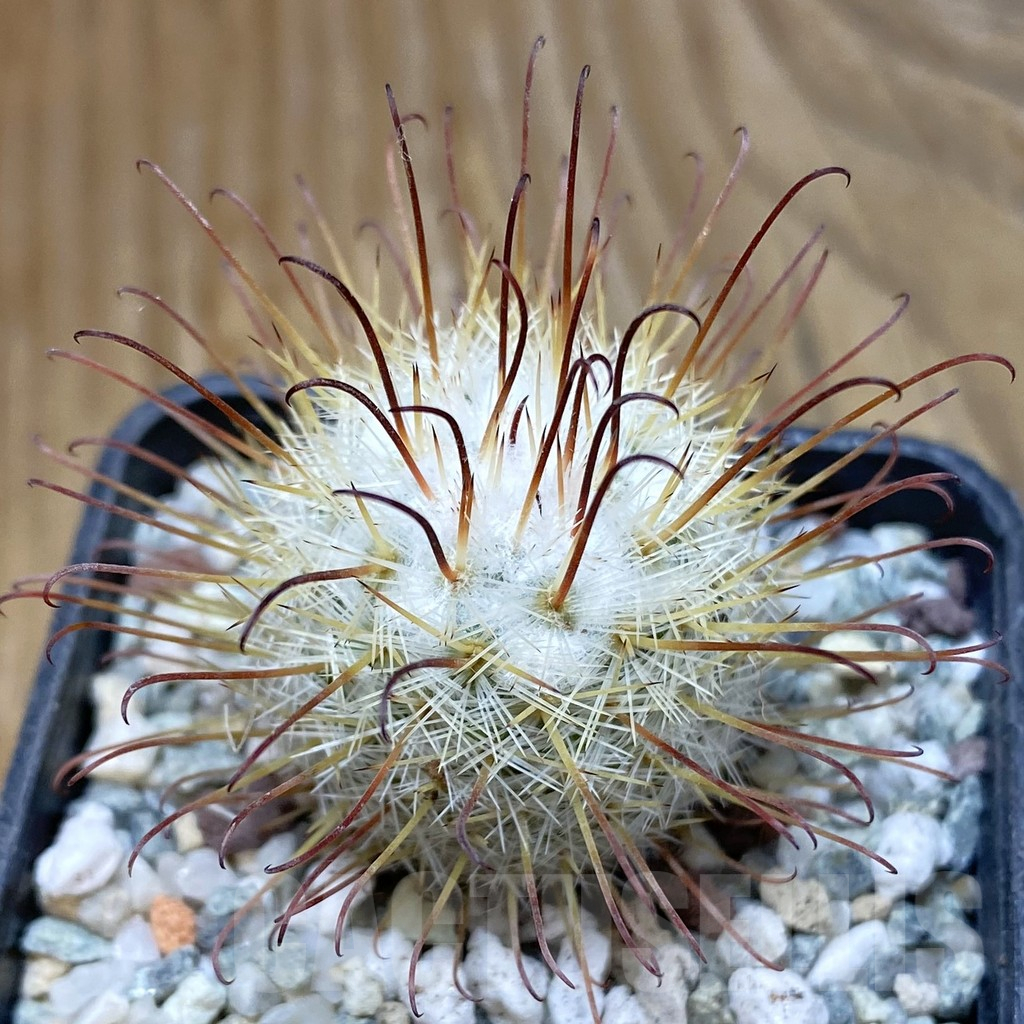 SH10642 Mammillaria bombycina
