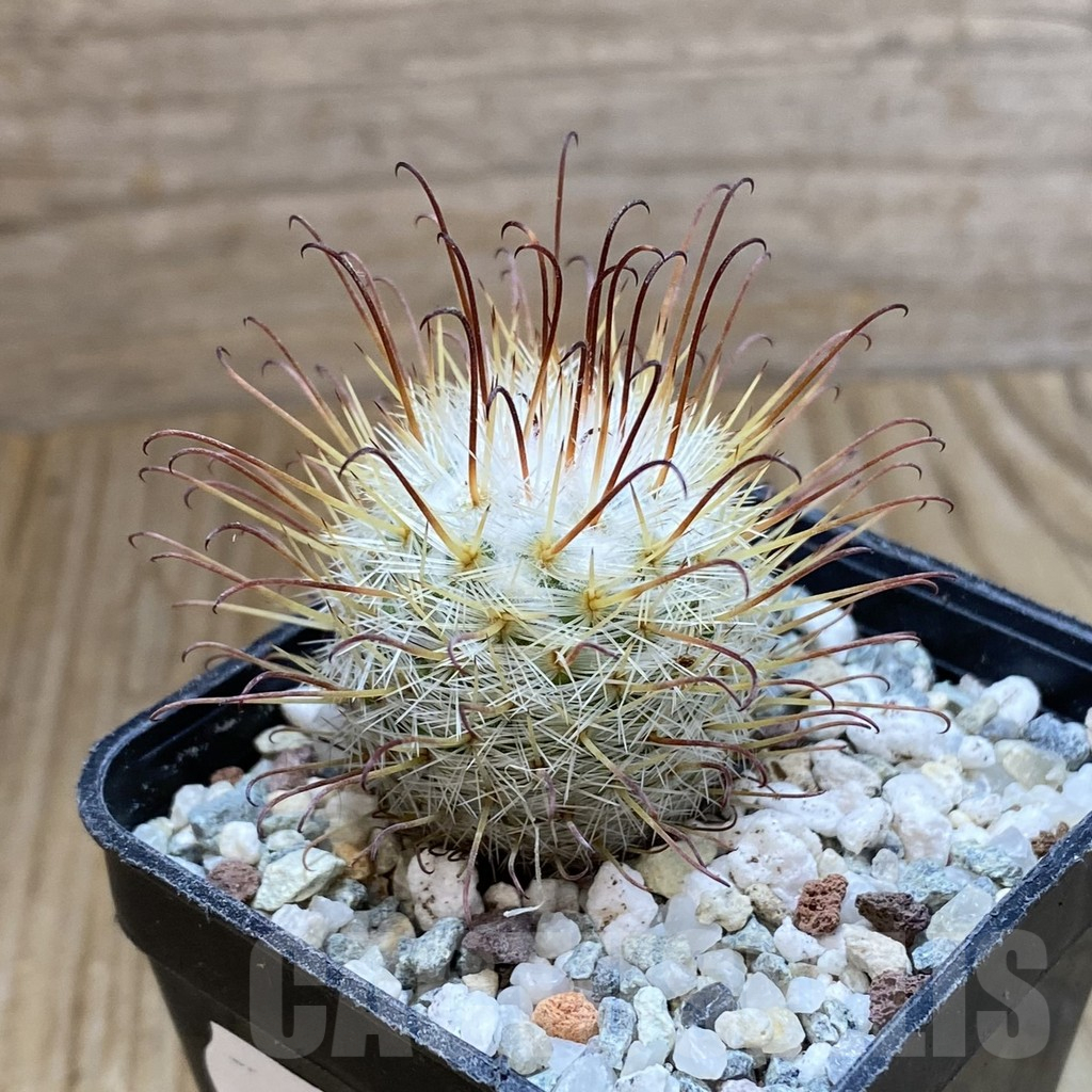 SH10642 Mammillaria bombycina - Image 2
