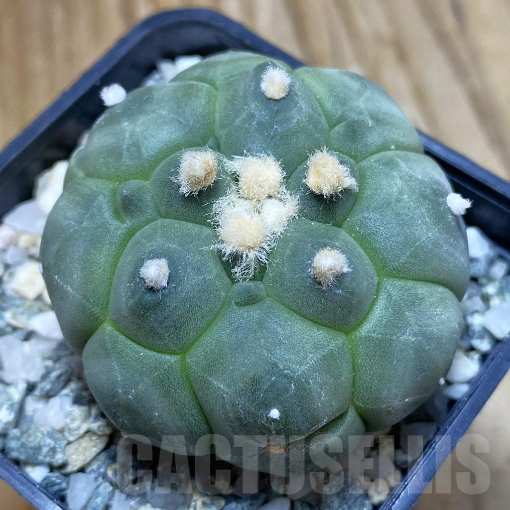 SH10644 Astrophytum asterias 'Kikko'