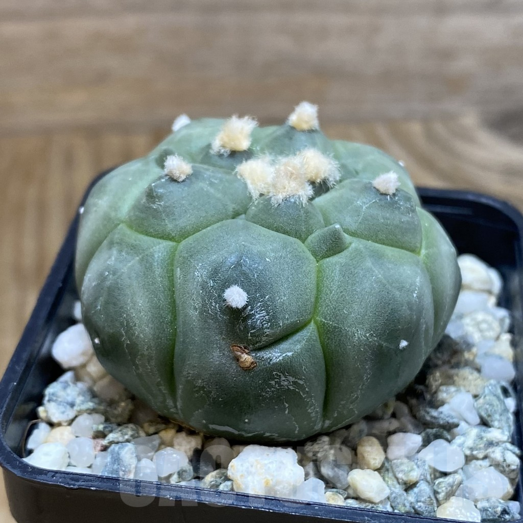 SH10644 Astrophytum asterias 'Kikko' - Image 2
