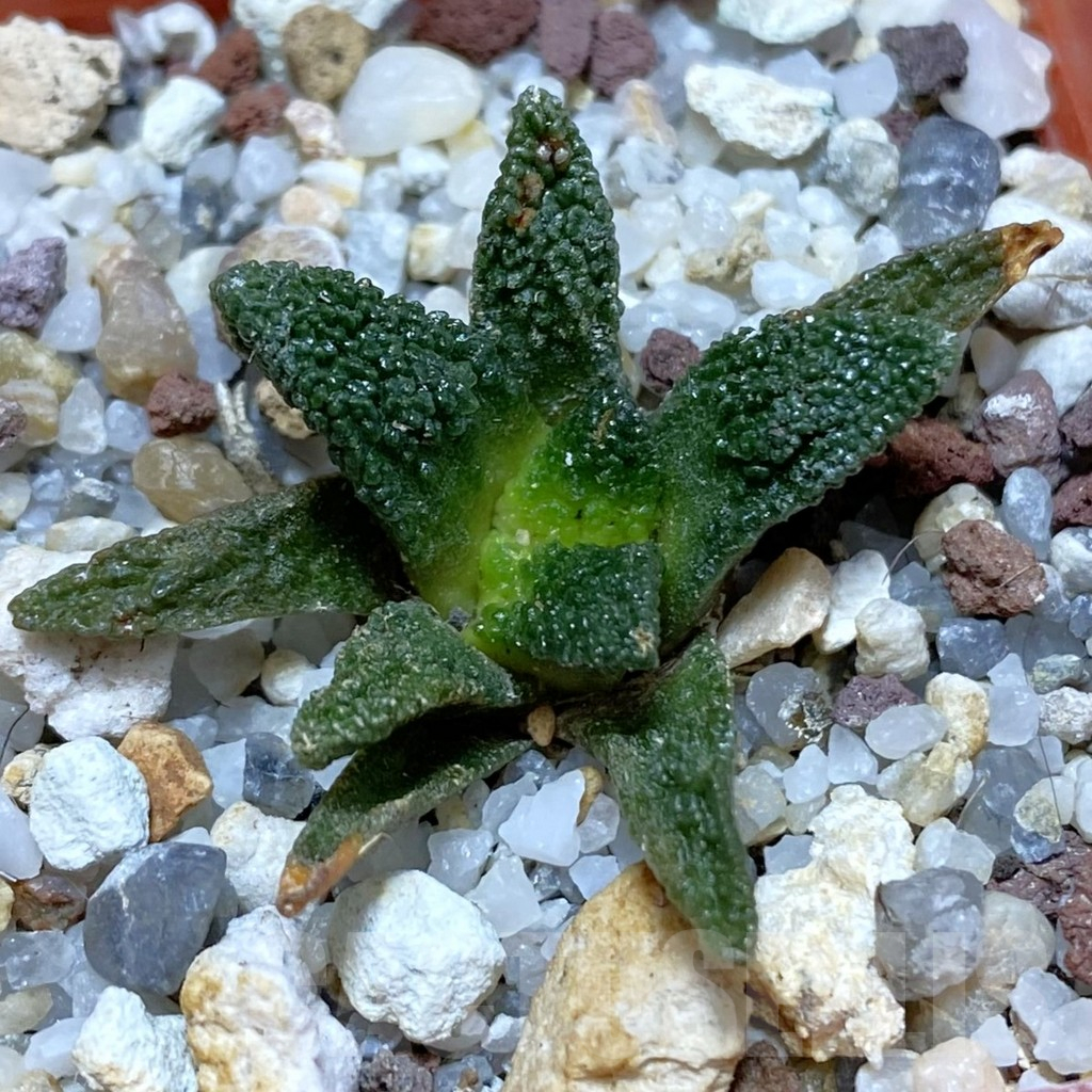 SH10648 Ariocarpus bravoanus