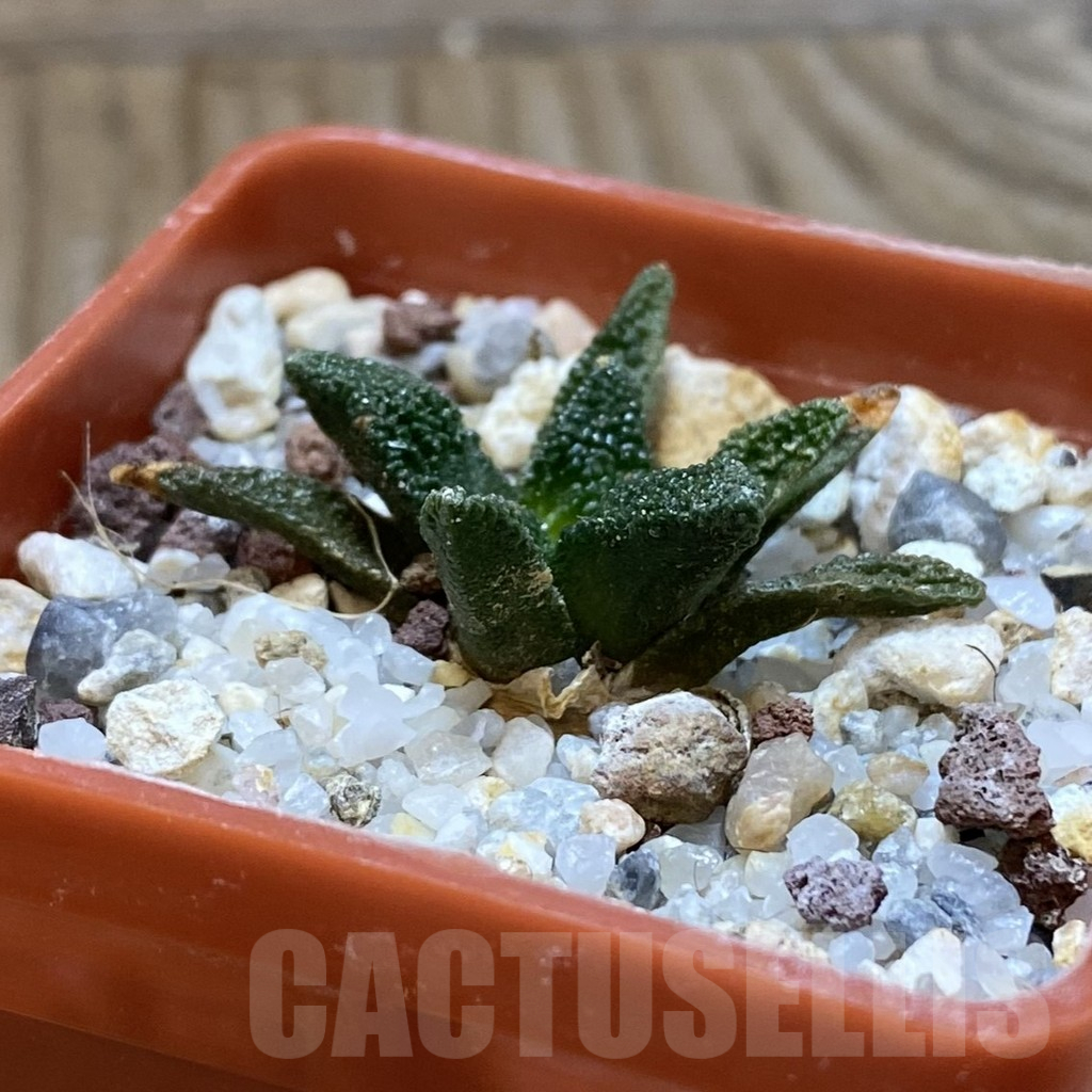 SH10648 Ariocarpus bravoanus - Image 2