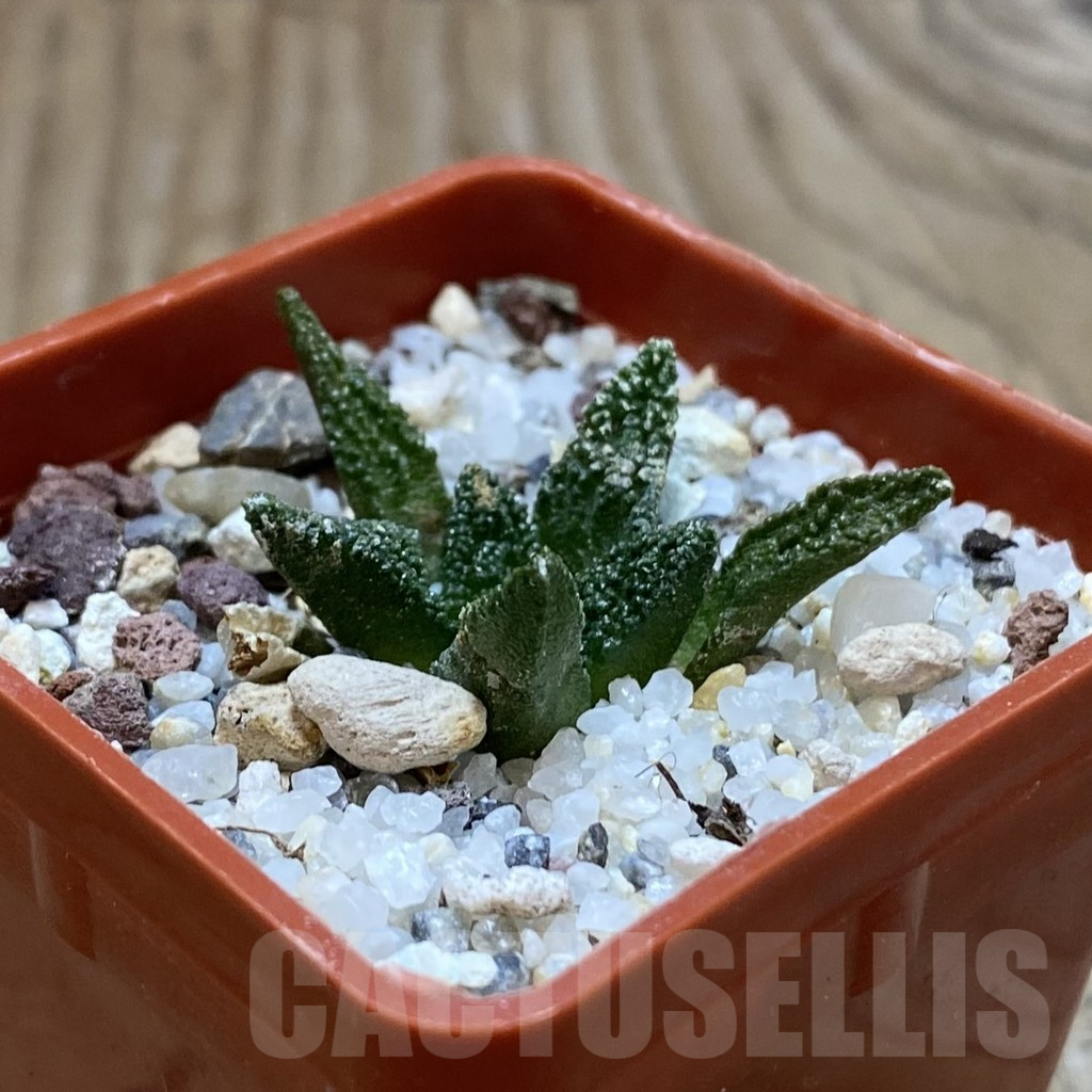 SH10649 Ariocarpus bravoanus - Image 2