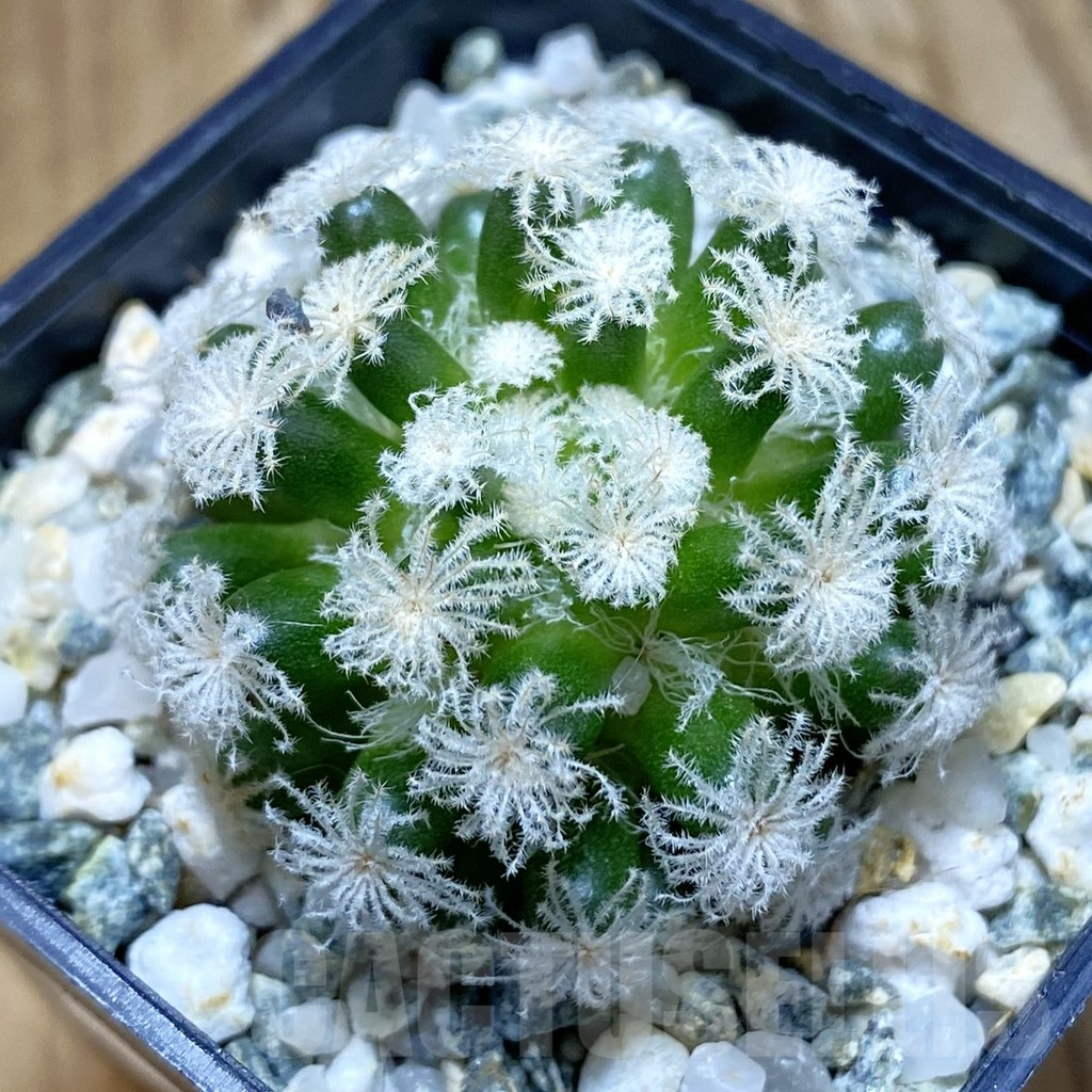 SH10653 Mammillaria plumosa ‘Snow’