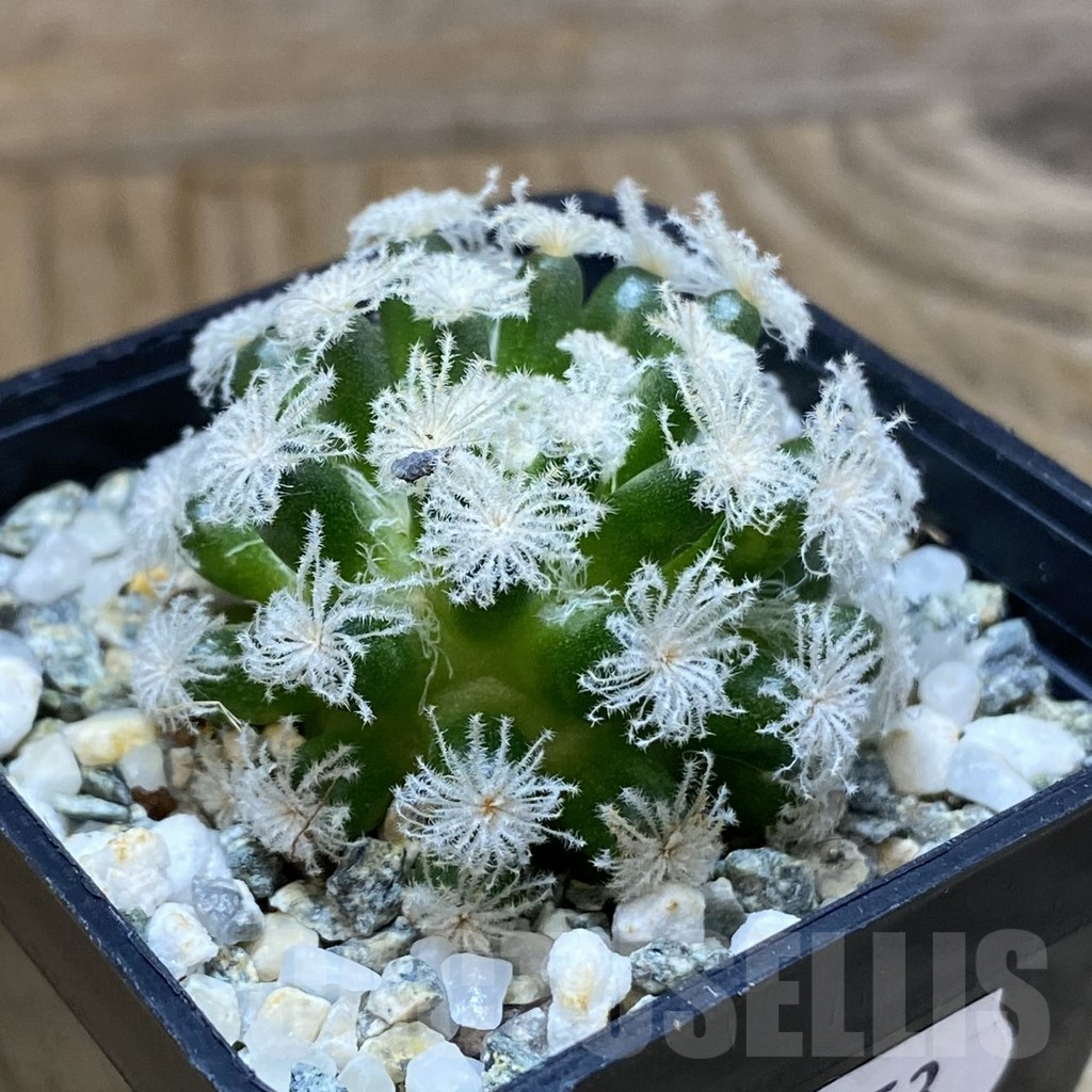 SH10653 Mammillaria plumosa ‘Snow’ - Image 2