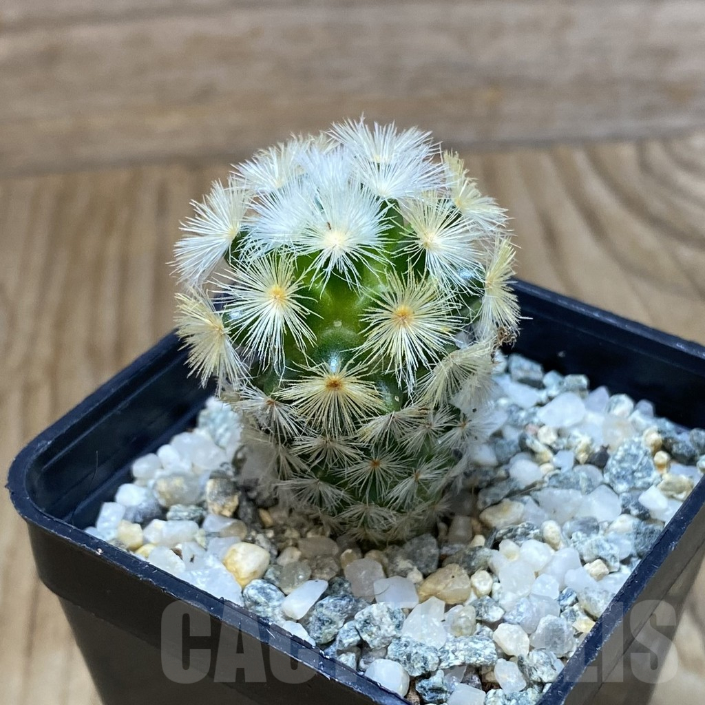 SH10656 Mammillaria carmenae ‘Buddha’, seedling - Image 2