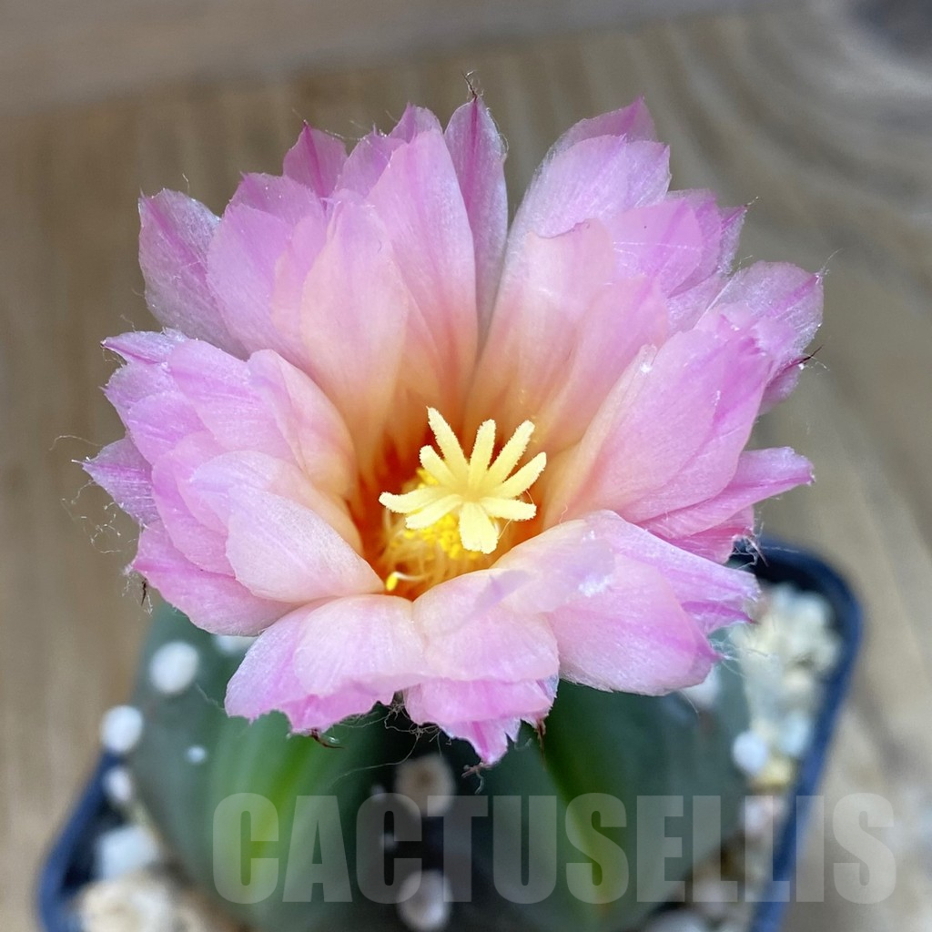 SH10612 Astrophytum asterias hybrid 'Pink'