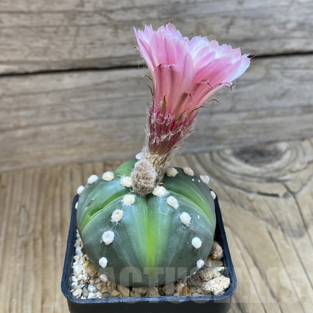 SH10612 Astrophytum asterias hybrid 'Pink' - Image 2