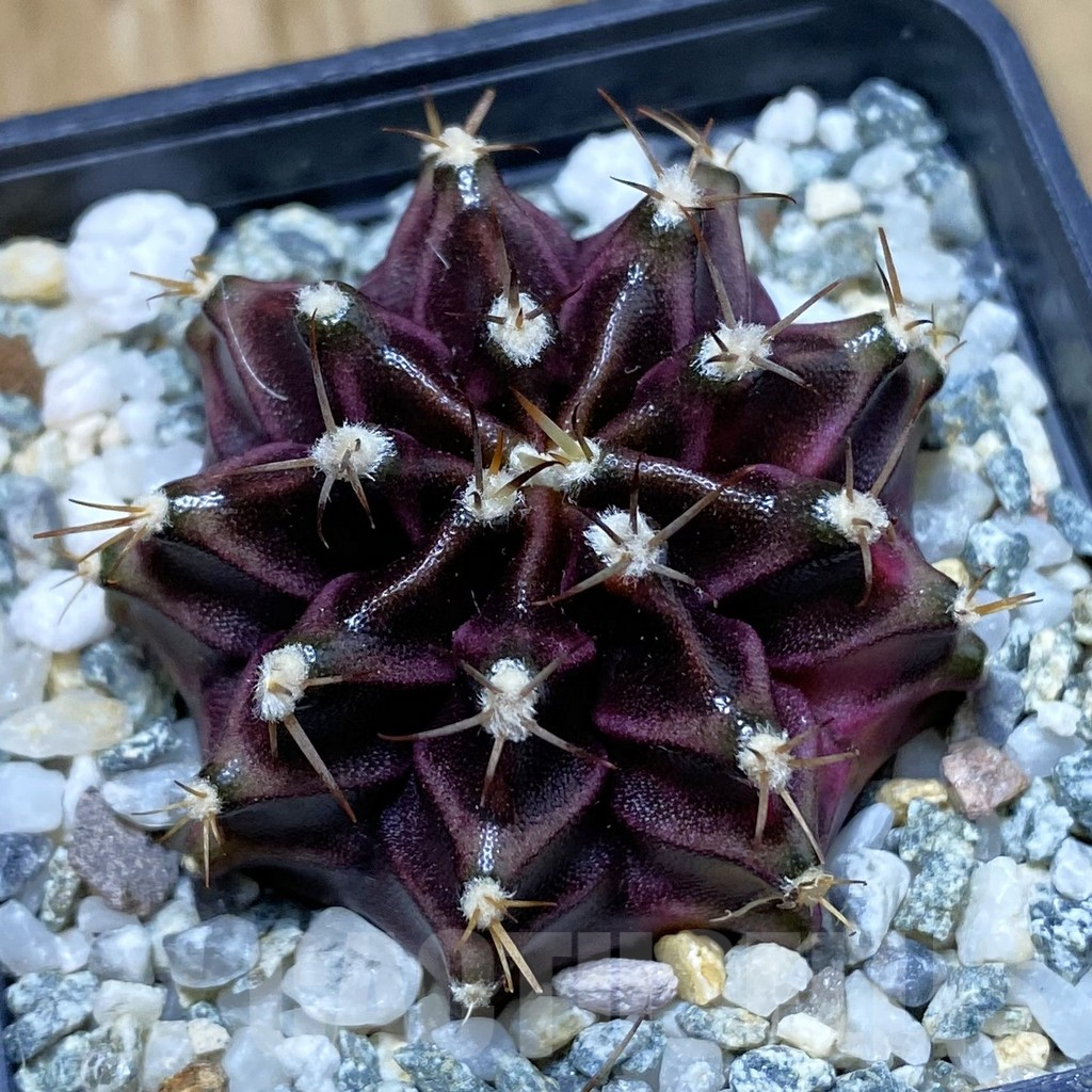 SH10613 Gymnocalycium mihanovichii ‘Black Widow’, seedling