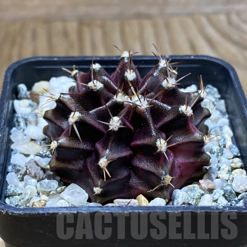 SH10613 Gymnocalycium mihanovichii ‘Black Widow’, seedling - Image 2