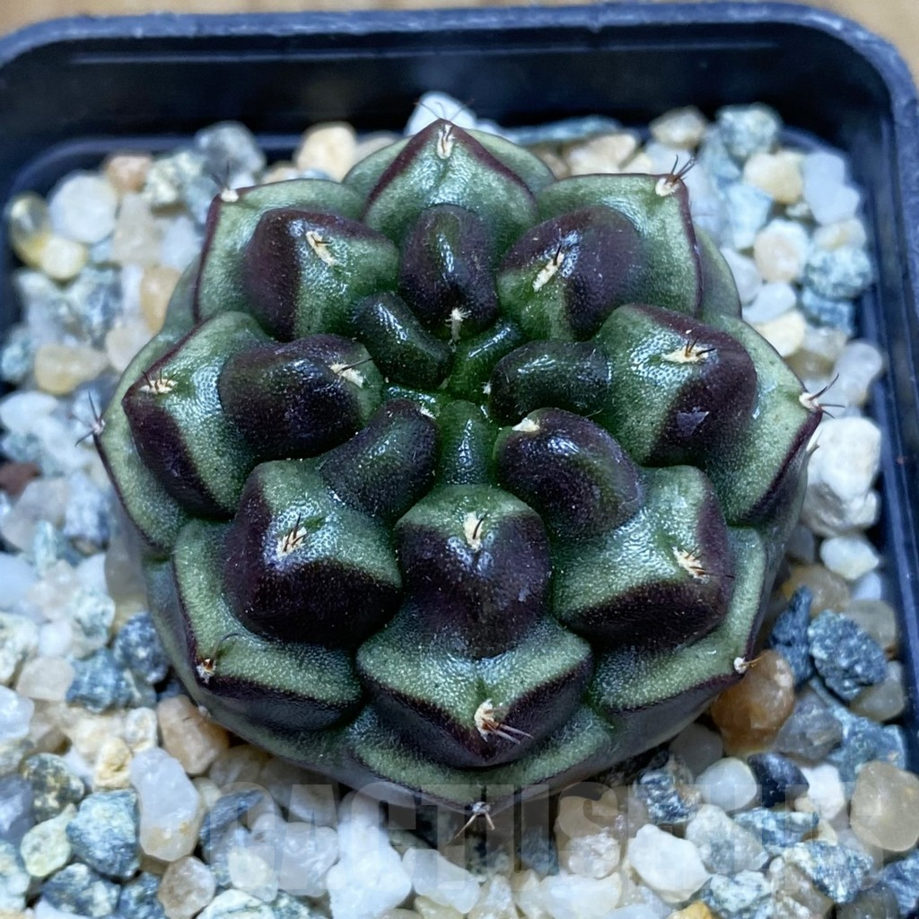 SH10615 Gymnocalycium mihanovichii ‘Day Dream’, seedling