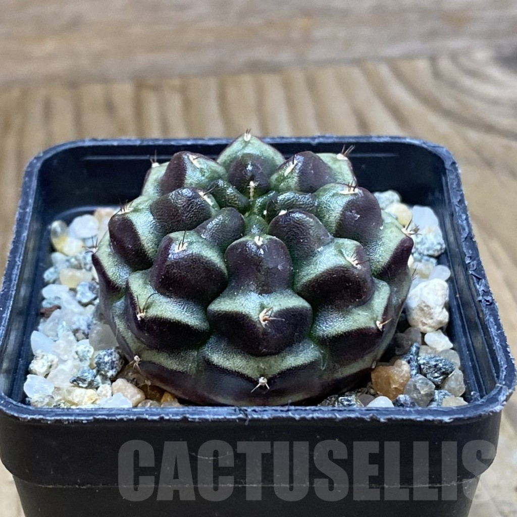 SH10615 Gymnocalycium mihanovichii ‘Day Dream’, seedling - Image 2