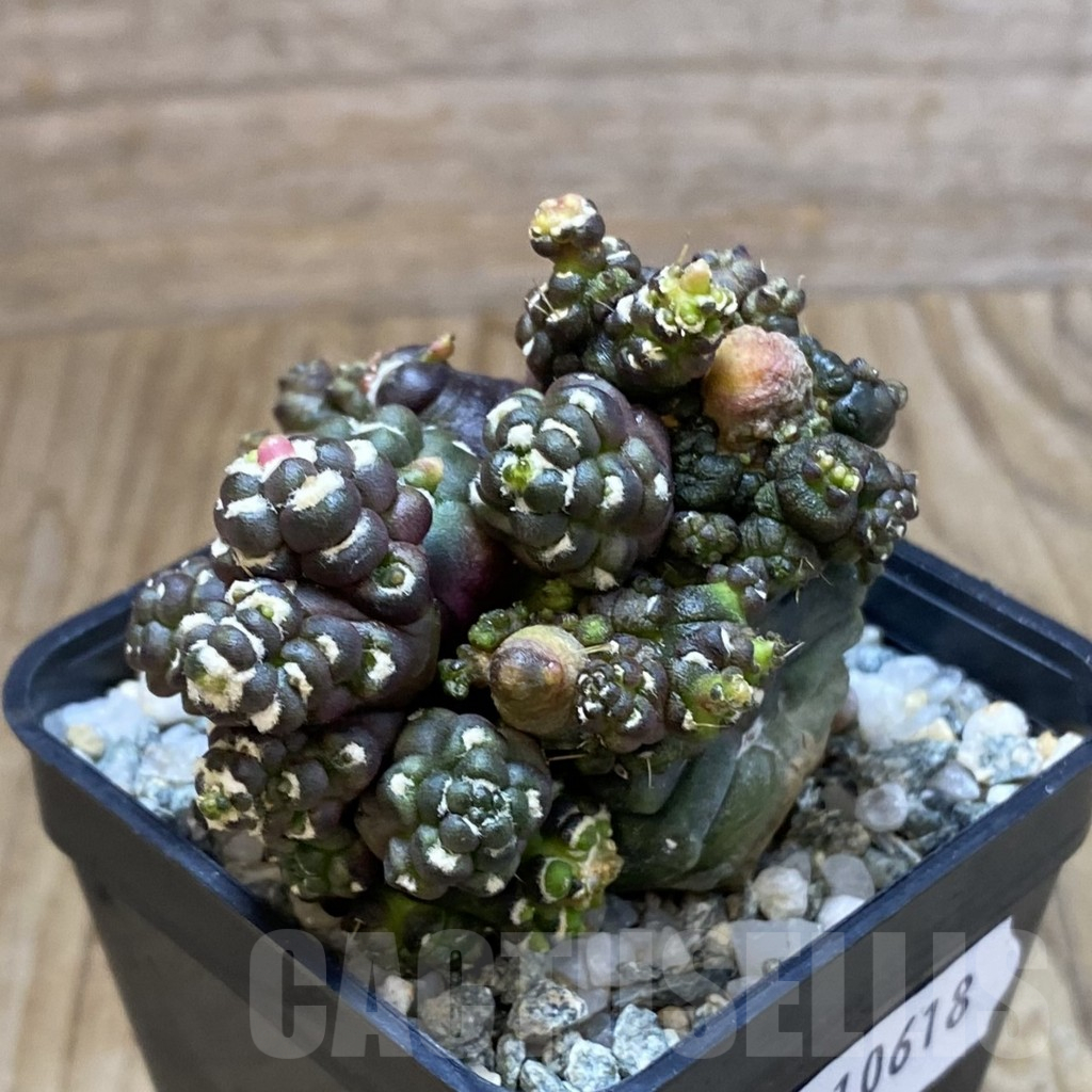SH10618 Gymnocalycium mihanovichii ‘Transformer’ - Image 2