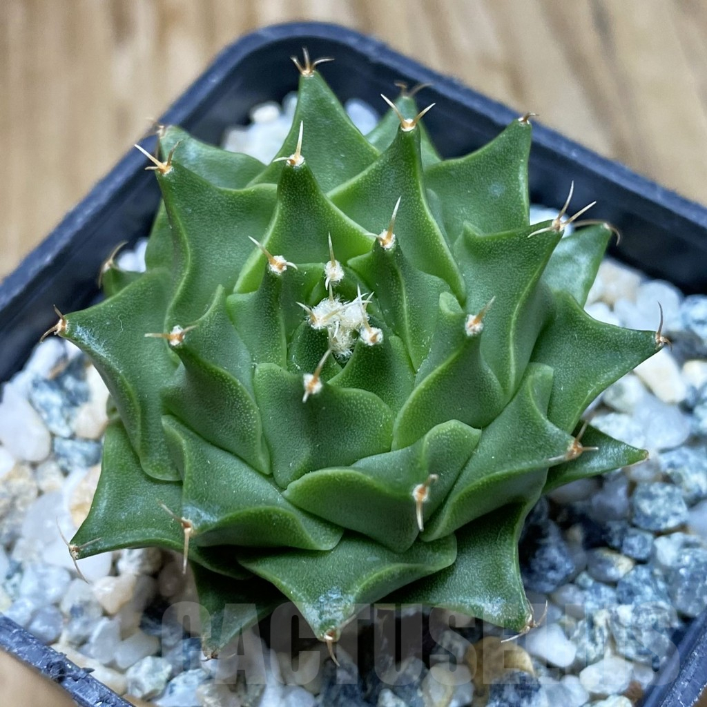SH10604 Obregonia denigrii