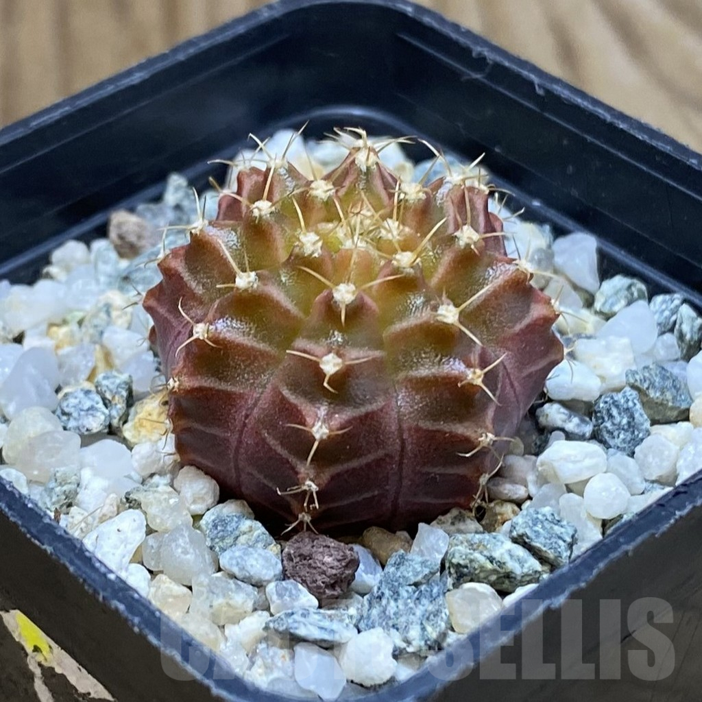 SH10624 Gymnocalycium mihanovichii 'Neon Brown', seedling - Image 2