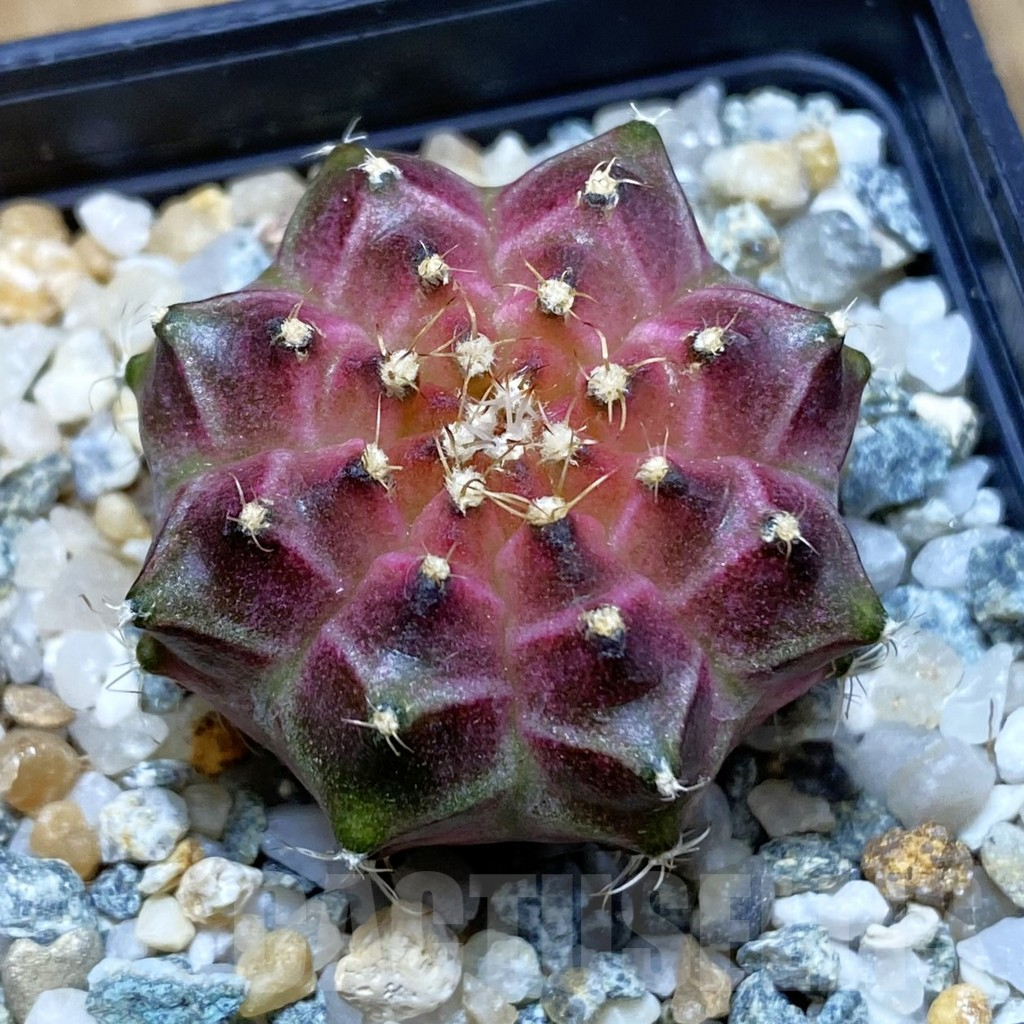SH10625 Gymnocalycium mihanovichii ‘Neon Pink’, seedling