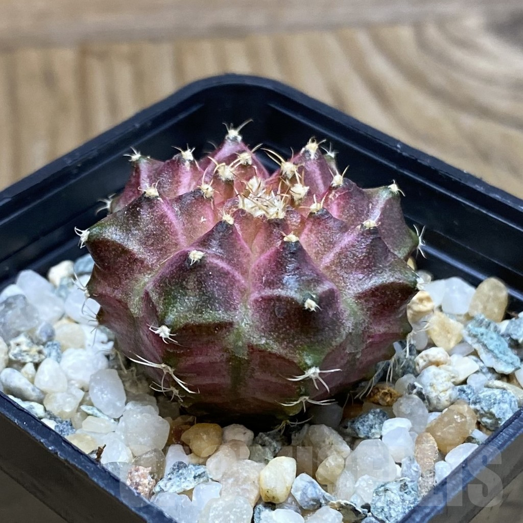 SH10625 Gymnocalycium mihanovichii ‘Neon Pink’, seedling - Image 2