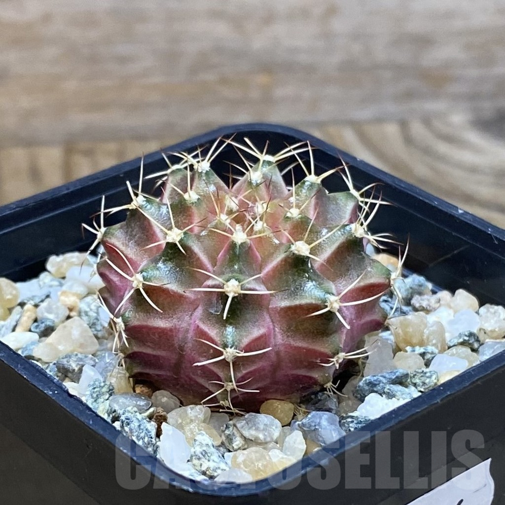 SH10626 Gymnocalycium mihanovichii ‘Neon Pink’, seedling - Image 2
