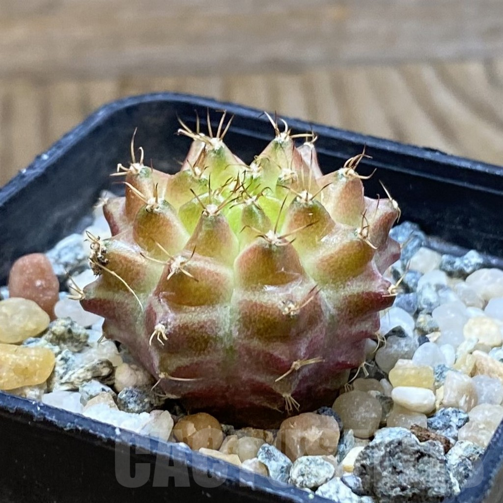 SH10627 Gymnocalycium mihanovichii 'Neon Brown', seedling - Image 2