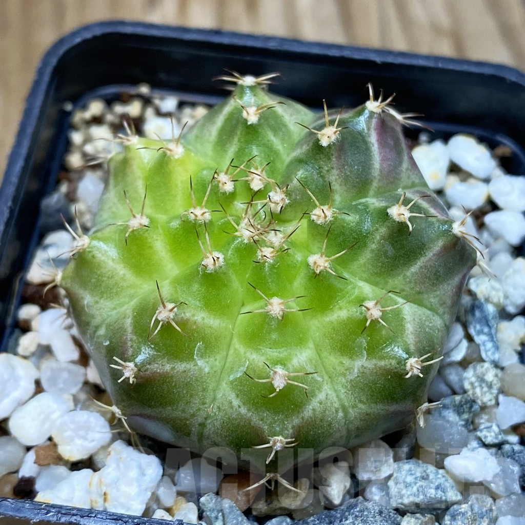 SH10628 Gymnocalycium mihanovichii 'Neon Green', seedling