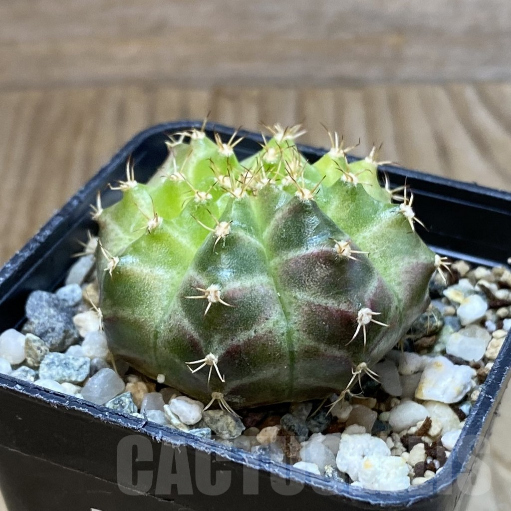 SH10628 Gymnocalycium mihanovichii 'Neon Green', seedling - Image 2