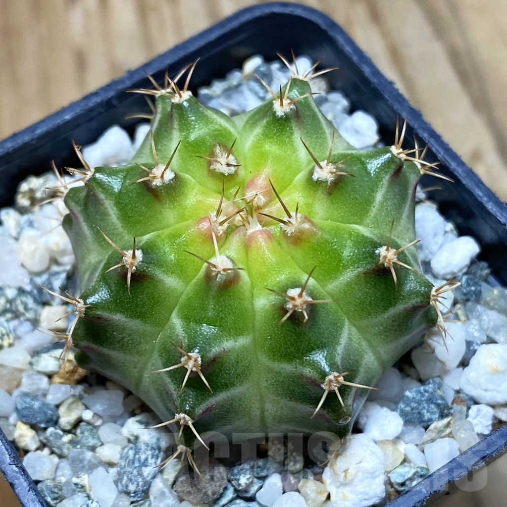 SH10629 Gymnocalycium mihanovichii 'Neon Green', seedling