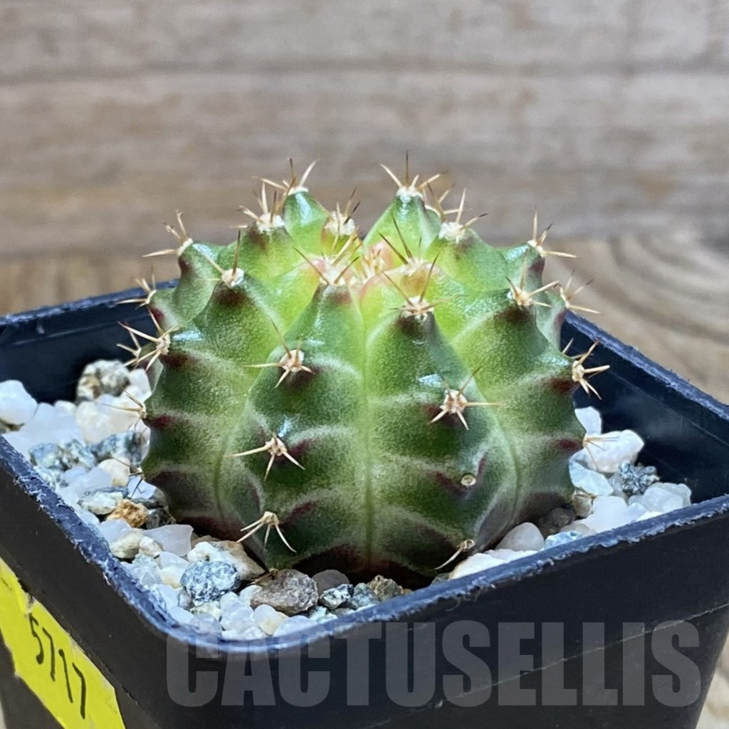 SH10629 Gymnocalycium mihanovichii 'Neon Green', seedling - Image 2