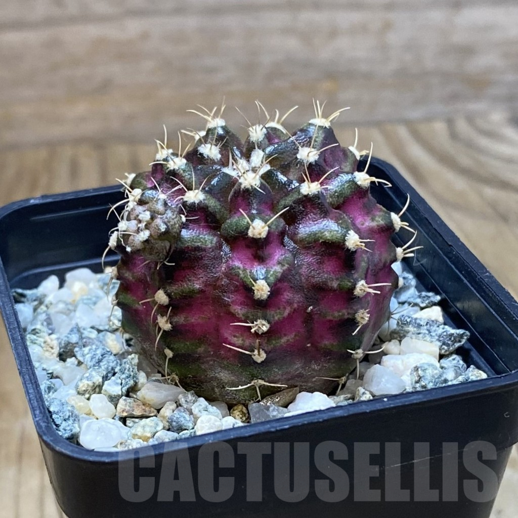 SH10630 Gymnocalycium mihanovichii 'T-Lux', seedling - Image 2