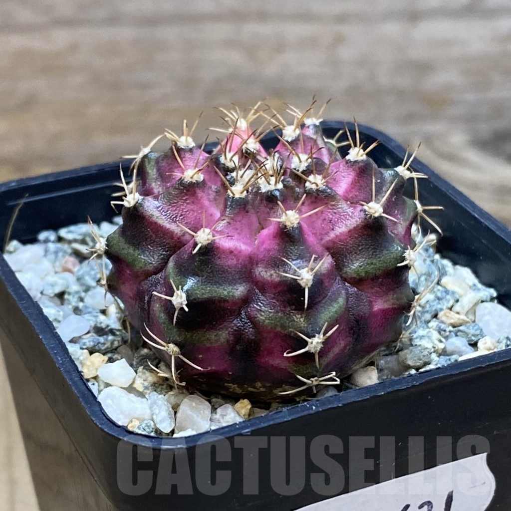 SH10631 Gymnocalycium mihanovichii 'T-Lux', seedling - Image 2