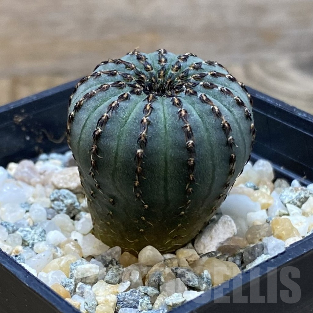 SH10754 Frailea asterioides - Image 2
