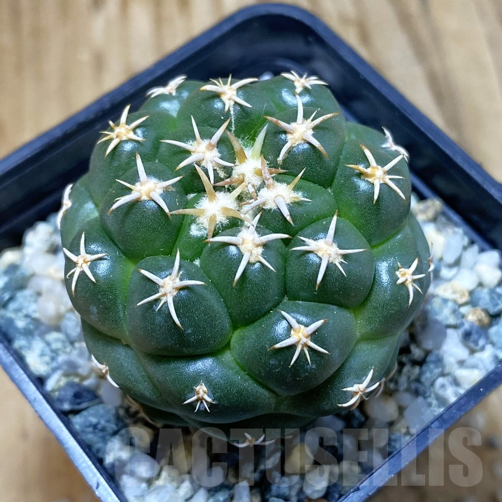 SH10755 Coryphantha elephantidens ‘Family’