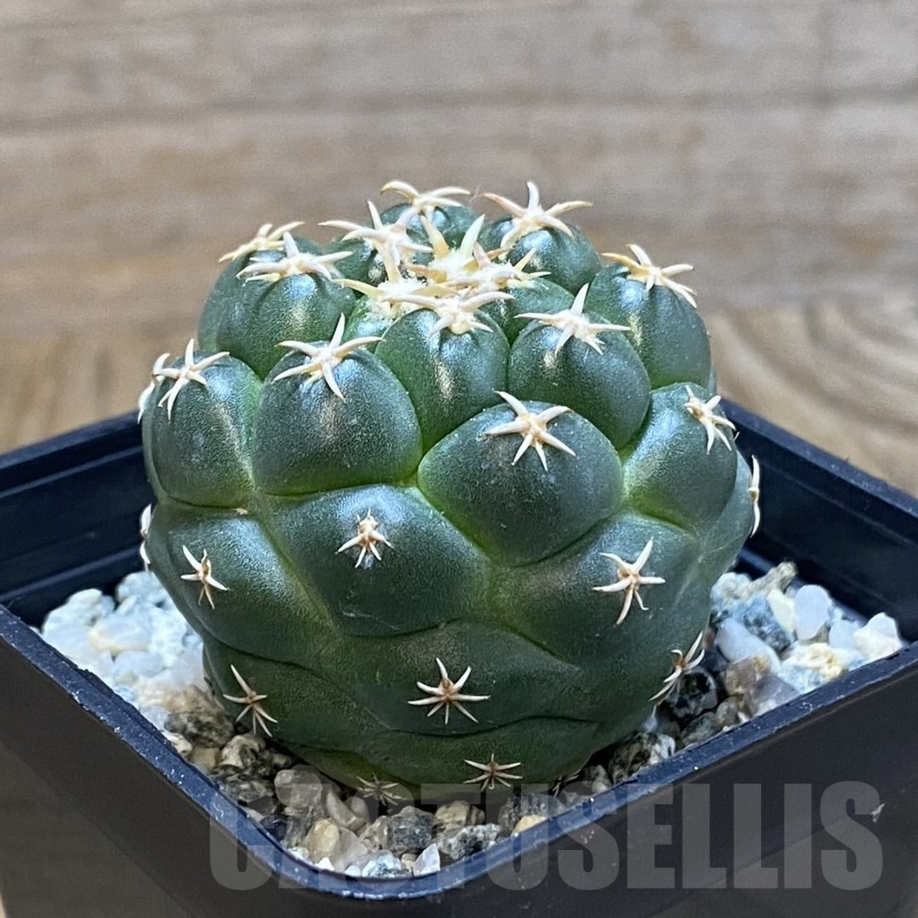 SH10755 Coryphantha elephantidens ‘Family’ - Image 2